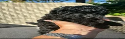 Toy Poodle dogs for sale: BEAUTIFUL KC REG BLACK TOY POODLE PUPPY GIRL  - Advert 9