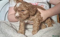 Cockapoo dogs for sale: red sable merle boy left 💜 - Image 17