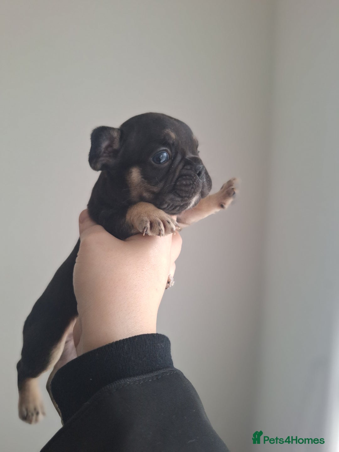 French Bulldog dogs for sale: French bulldog babies  - Advert 5
