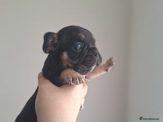 French Bulldog dogs French bulldog babies - Advert 12