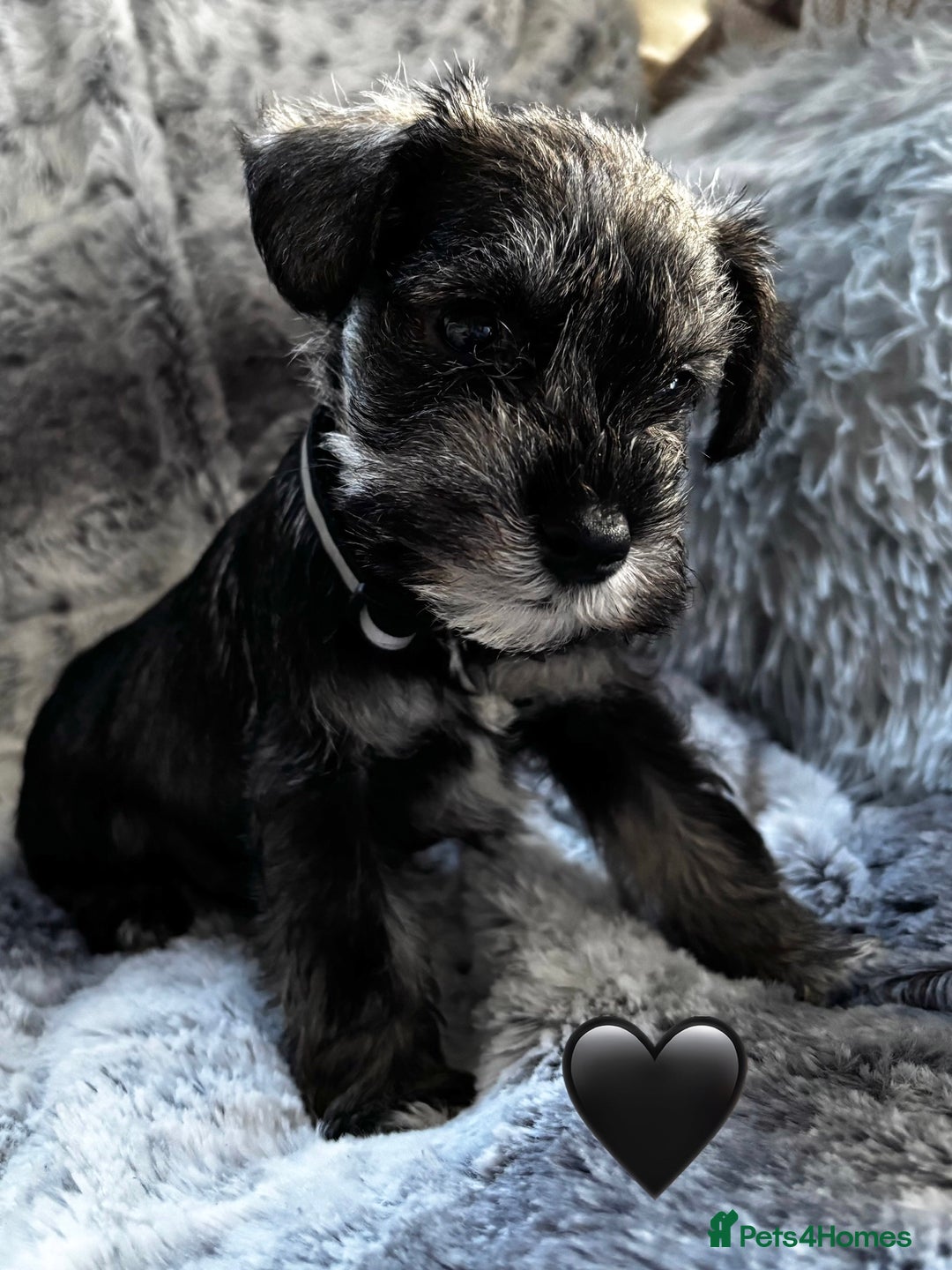 Miniature Schnauzer dogs for sale: Miniature Schnauzer Puppies - Image 4