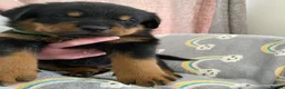 Rottweiler dogs for sale:  Rottweiler pups ready to leave 💙 - Advert 27