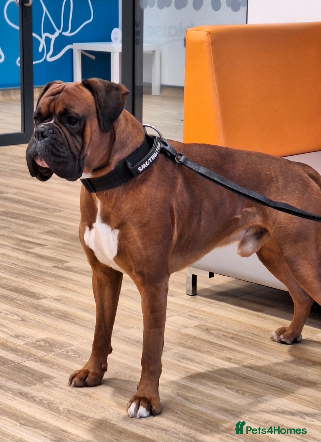 Boxer dogs for stud: Beautiful Arthur - Advert 1