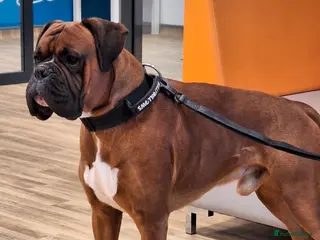 Boxer dogs Beautiful Arthur - Advert 3