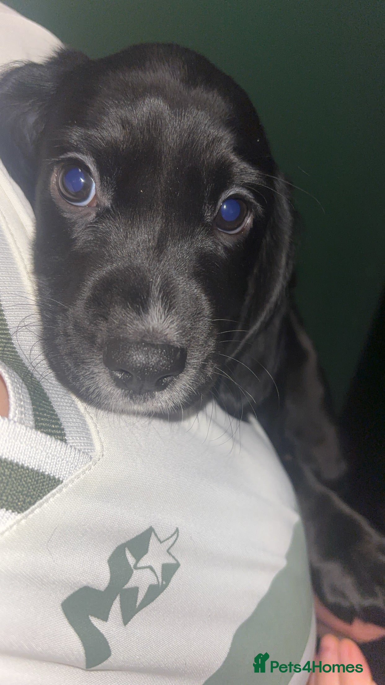 Cockerdor dogs Exceptional cockerdor female  - Advert 1