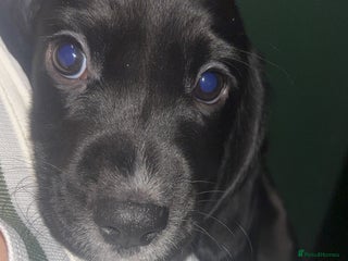 Cockerdor dogs Exceptional cockerdor female - Advert 6