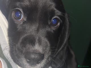 Cockerdor dogs Exceptional cockerdor female - Advert 2