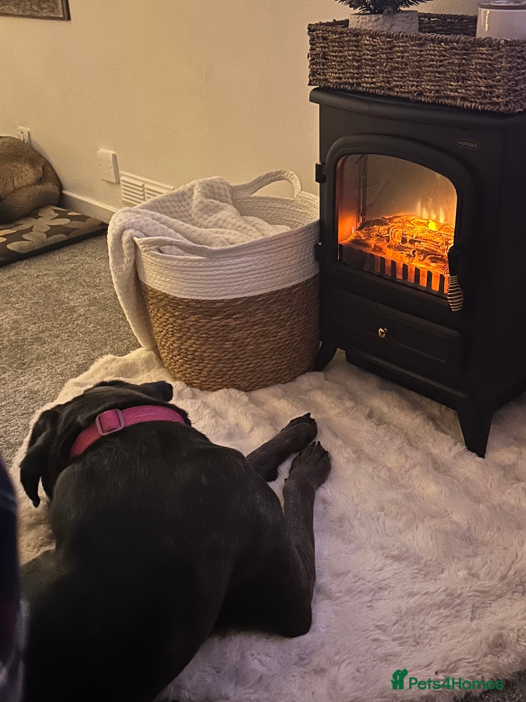 Cane Corso dogs for sale: Cane corso girl, read description thoroughly  🍒  - Image 4