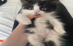 Mixed Breed cats for sale: Three long haired kittens for sale  - Image 2