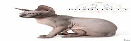 Sphynx cats for sale: ⭐ Exceptional Sphynx European Champion Bloodlines - Advert 3
