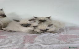 Ragdoll cats for sale: Beautiful ragdoll kittens  - Image 1