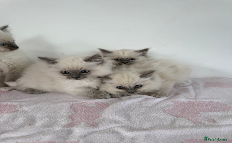 Ragdoll cats - Advert 15
