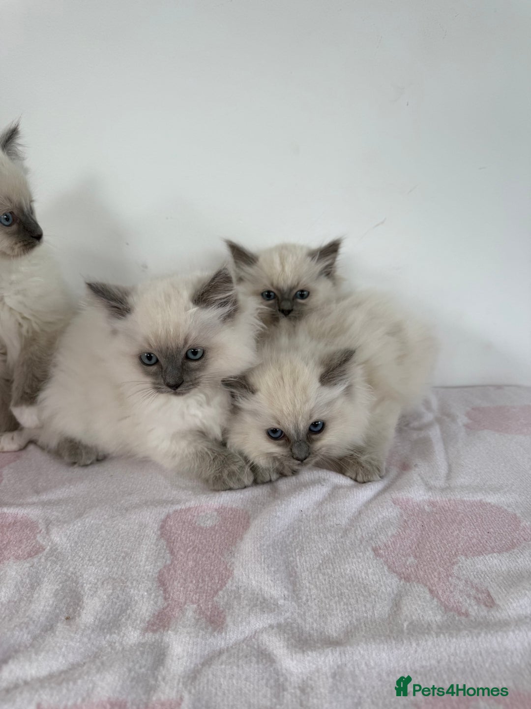 Ragdoll cats for sale: Beautiful ragdoll kittens  - Image 1