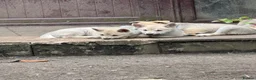 Norwegian Buhund dogs for sale: Lovely quality Norwegian Buhunds in Crumlin - Advert 13
