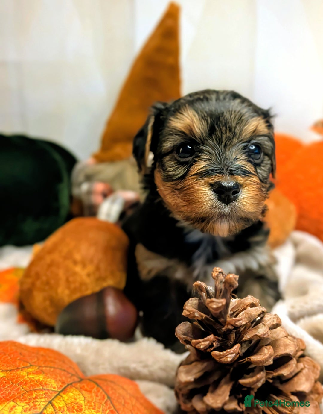 Yorkshire Terrier dogs for sale: 4 week old miniature Yorkshire terriers, 7 males  - Image 6