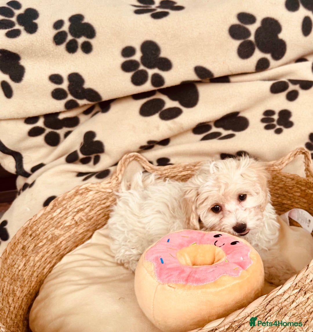 Maltipoo dogs for sale: F1 Toy Maltipoo puppys   - Image 28