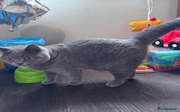British Shorthair cats for sale: British shorthair Mimi Looking for a Loving Home  - Image 8
