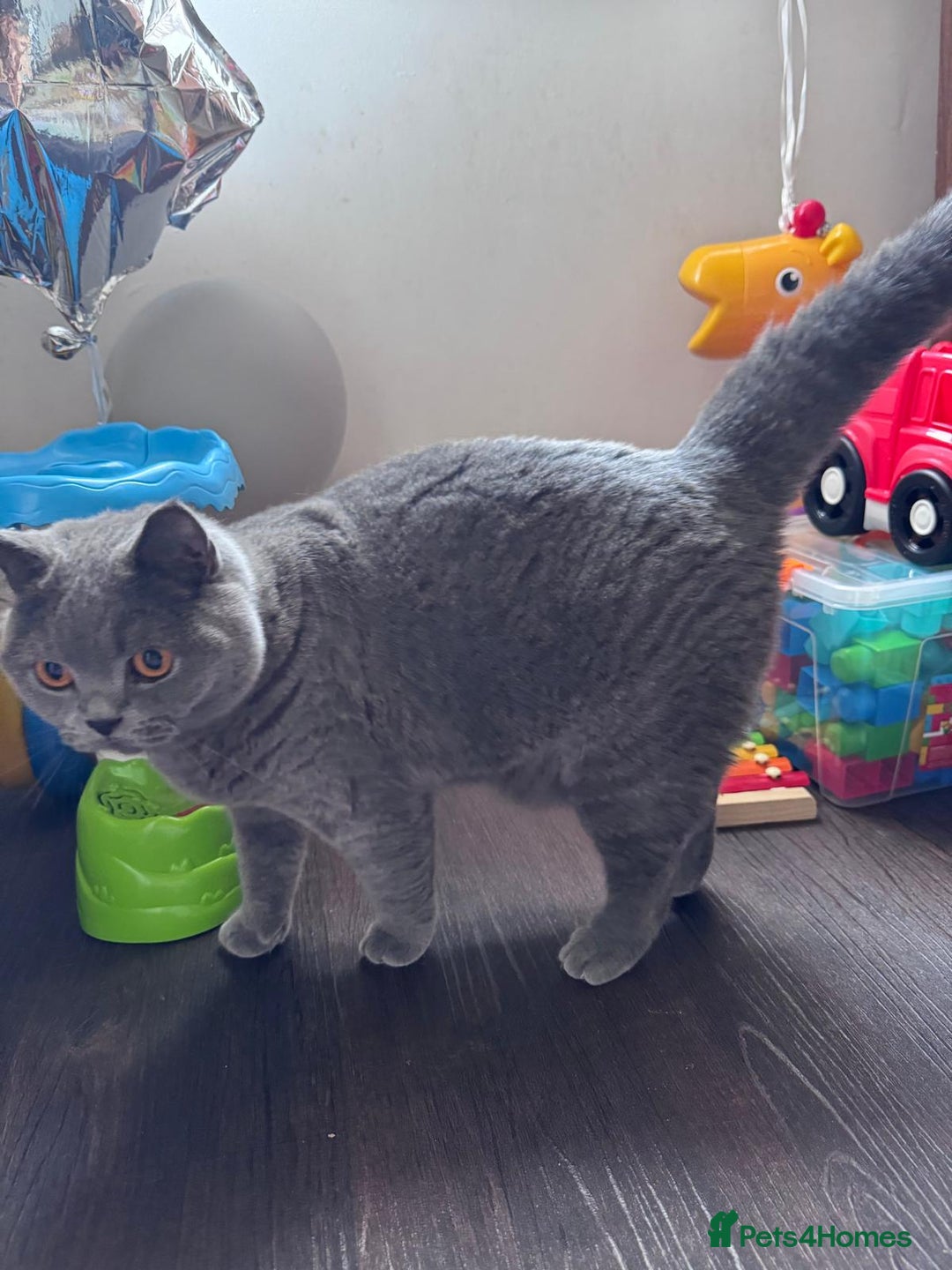British Shorthair cats for sale: British shorthair Mimi Looking for a Loving Home  - Image 8