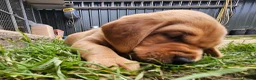 Labrador Retriever dogs for sale: KC REG BEAUTIFUL CHUNKY FOX RED LABRADOR PUPPIES in Wisbech - Advert 3