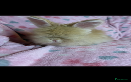 Angora rabbits for sale: Gorgeous fluffy little angora baby bunnies - Image 14