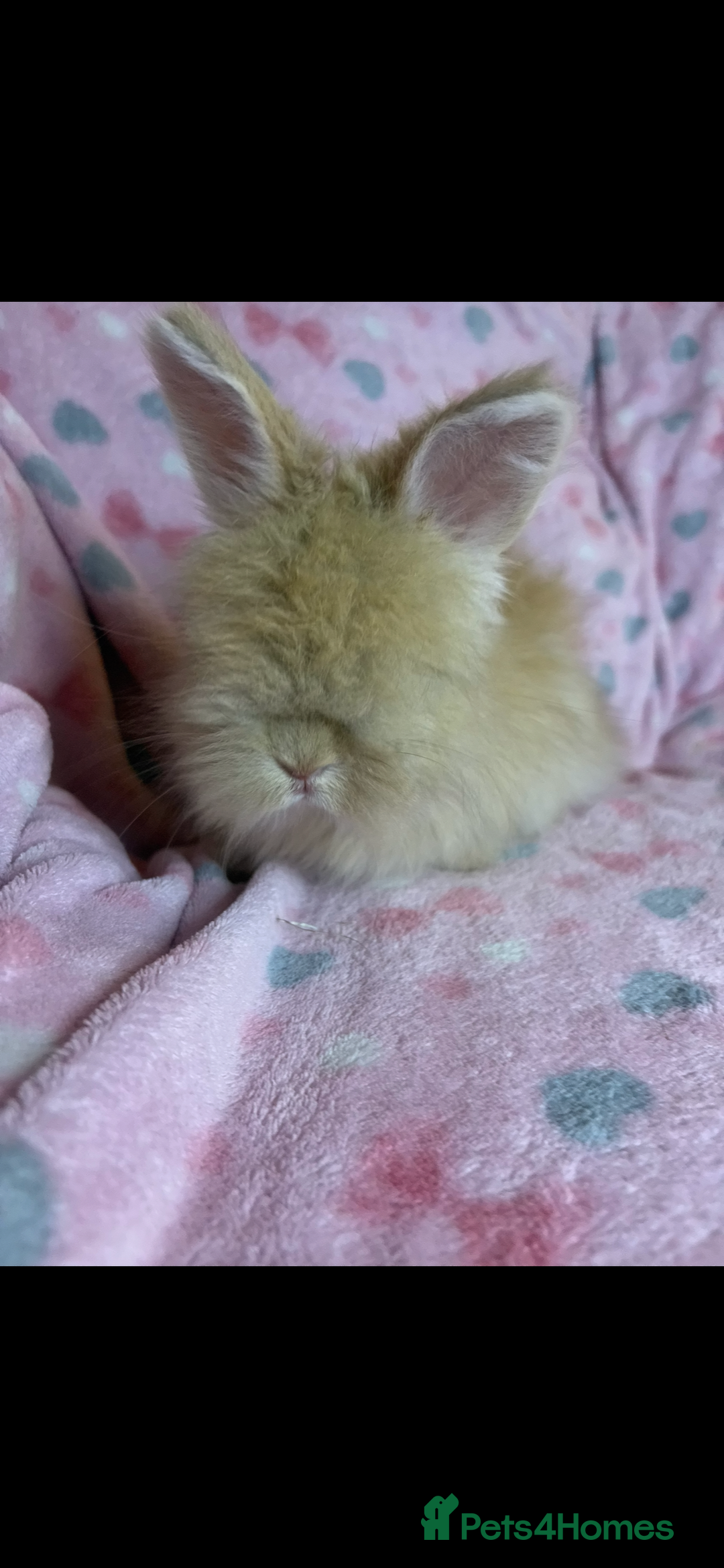 Angora rabbits for sale: Gorgeous fluffy little angora baby bunnies - Image 14