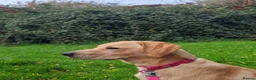 Mixed Breed dogs for sale: Labrador mum dad collie/cocker puppies for sale  in Newport - Advert 1