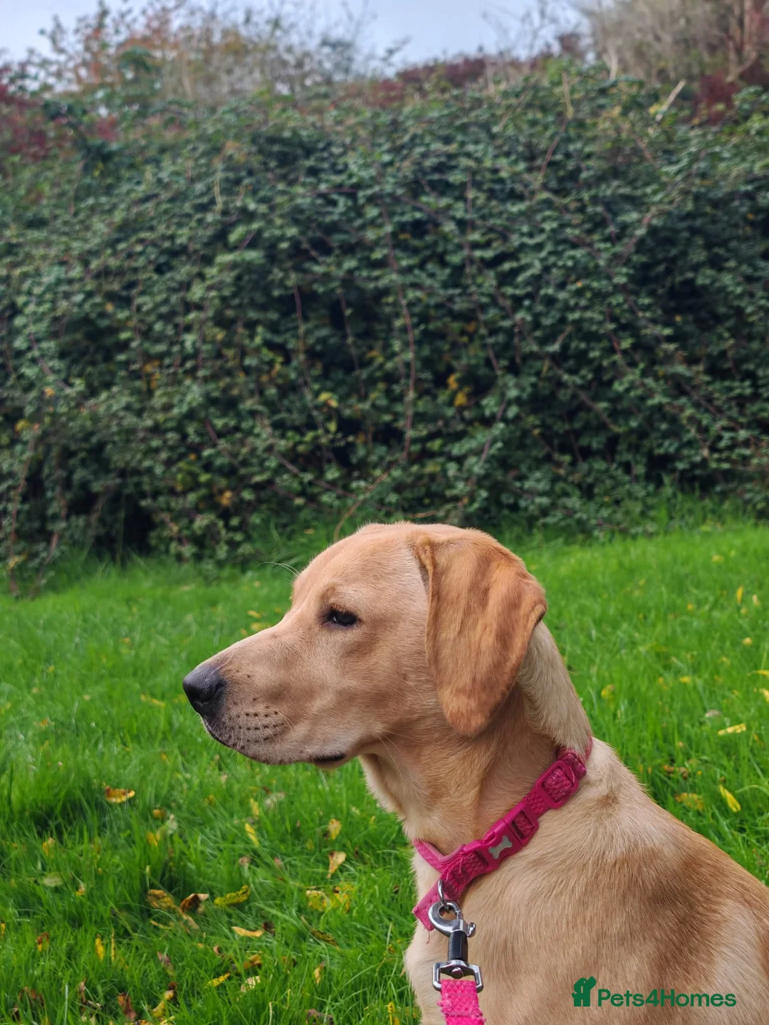 Mixed Breed dogs for sale: Labrador mum dad collie/cocker puppies for sale  in Newport - Advert 1