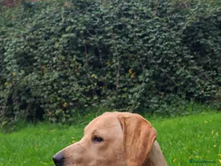 Mixed Breed dogs Labrador mum dad collie/cocker puppies for sale - Advert 3