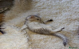 British Shorthair cats for sale: PUre tabby British short hair kittens - Image 4