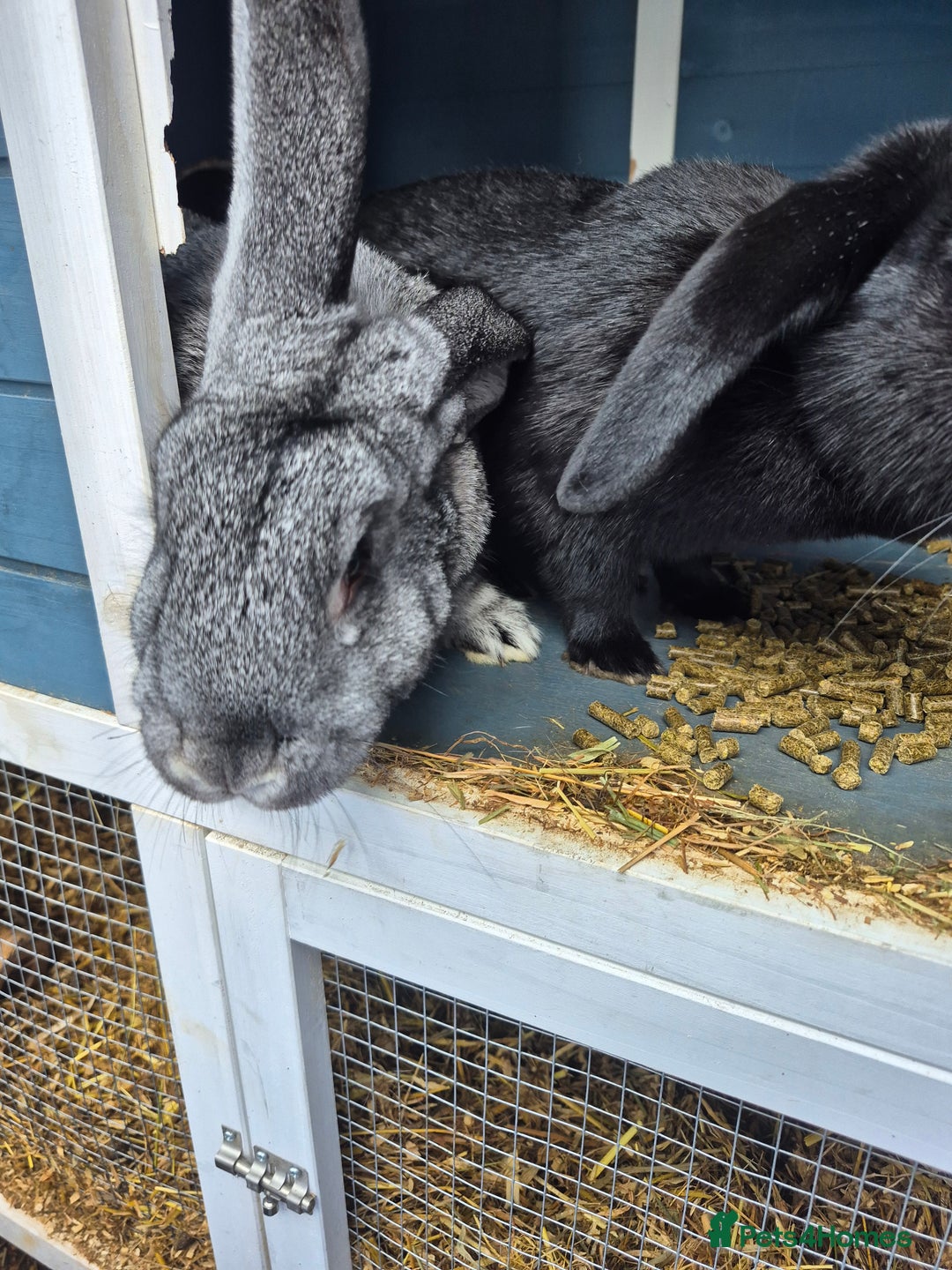 Mixed Breed rabbits for sale: 2 female rabbits need rehoming - Advert 5