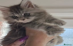 Maine Coon cats for sale: TICA REGISTERED STUNNING MAINE COON KITTENS  in Blackpool - Image 10