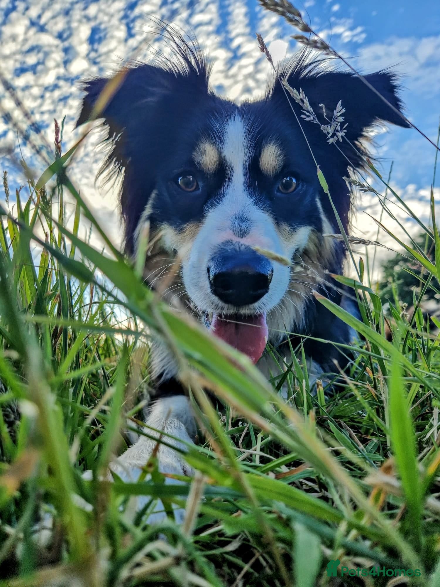 Border Collie dogs Tri colour border collie for rehoming - Advert 1
