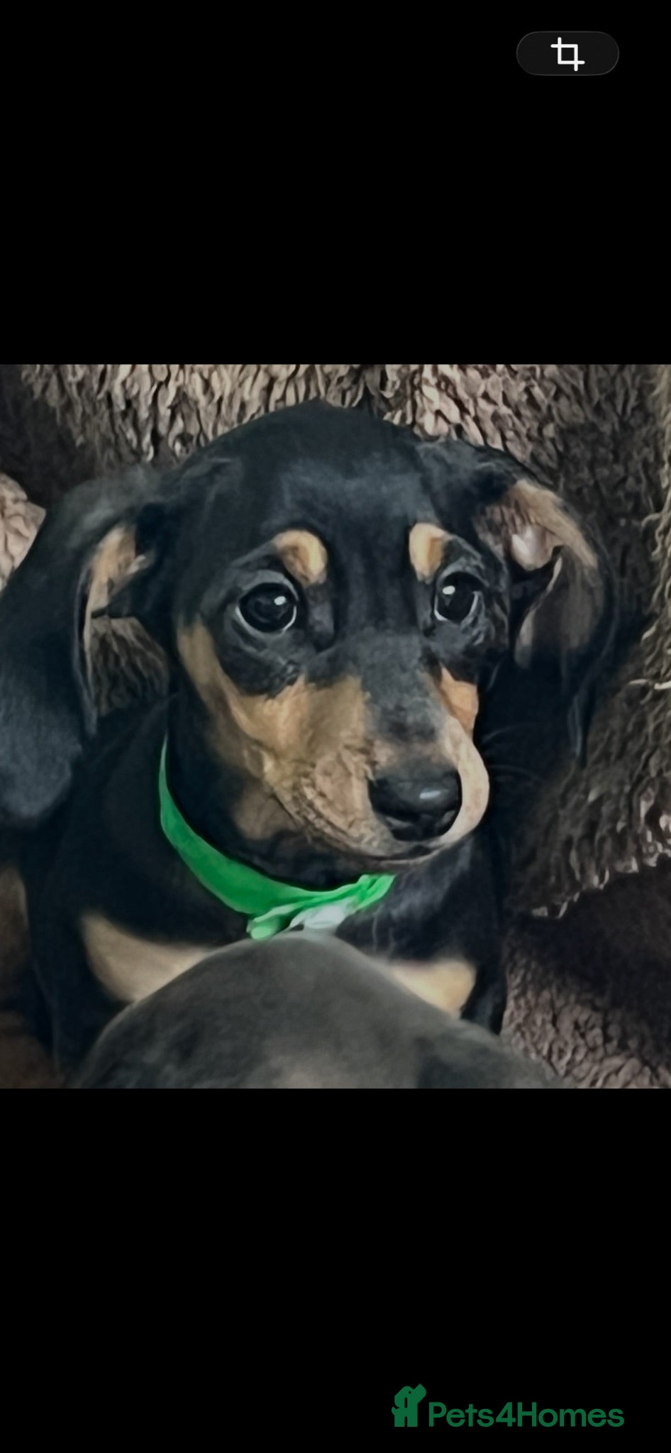 Miniature Dachshund dogs Home Reared Miniature Dachsund Puppies - Advert 1