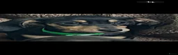 Miniature Dachshund dogs for sale: Home Reared Miniature Dachsund Puppies - Advert 1