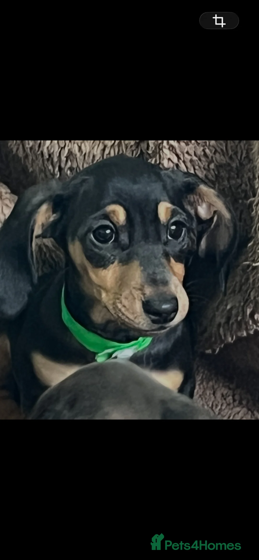 Miniature Dachshund dogs for sale: Home Reared Miniature Dachsund Puppies - Advert 1