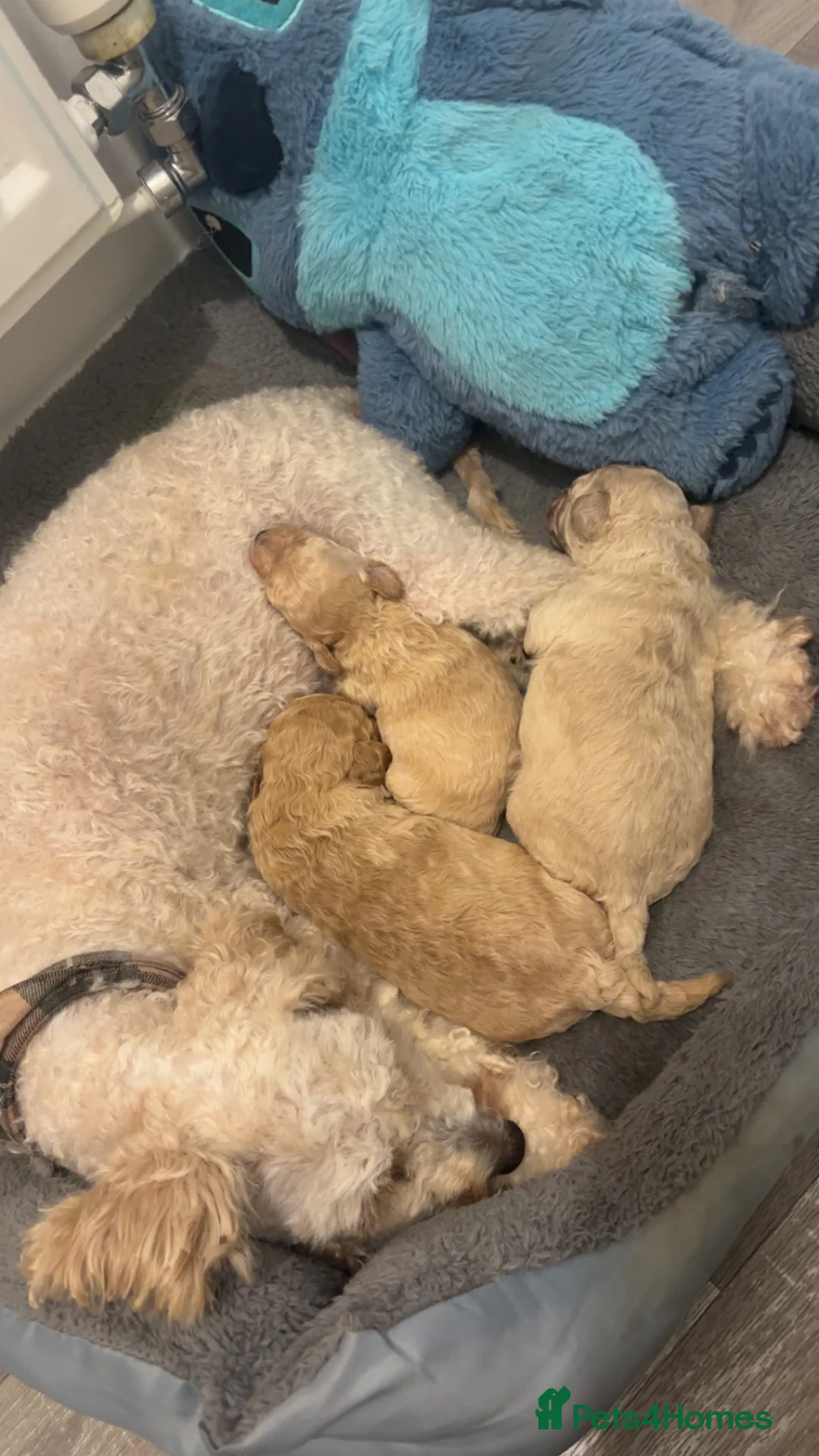 Cavapoo dogs for sale: Stunning F1 Cavapoo Puppies - Advert 2