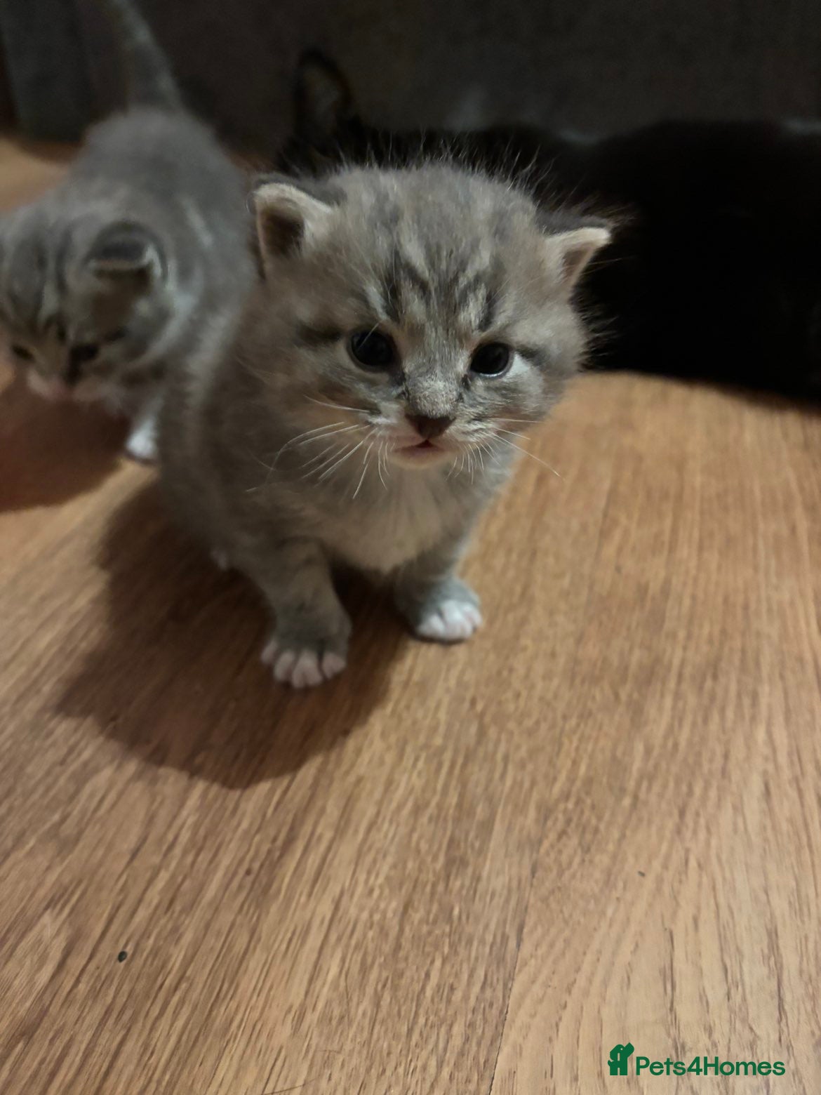 Mixed Breed cats 2 Grey (blue) and one darker tabby kittens  - Advert 1