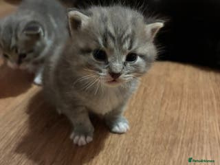Mixed Breed cats 2 Grey (blue) and one darker tabby kittens - Advert 1