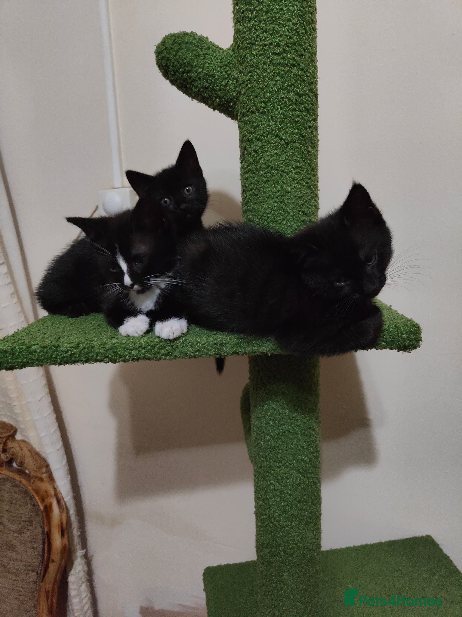 Mixed Breed cats Ready for their forever home  - Advert 9
