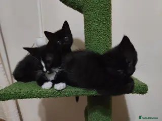 Mixed Breed cats Ready for their forever home - Advert 9