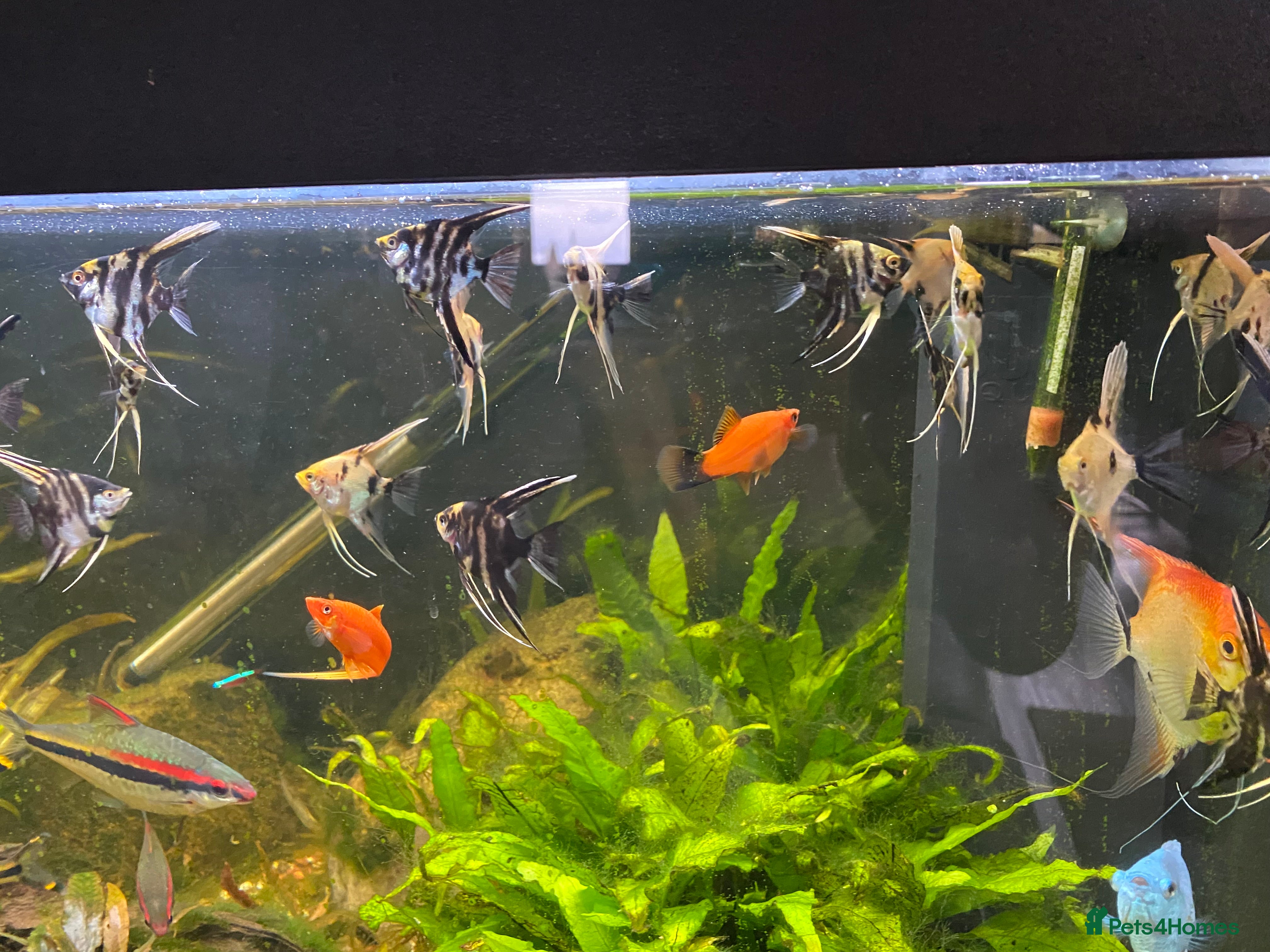 Angelfish fish Angel fish - Advert 6