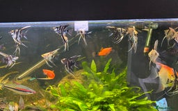 Angelfish fish for sale: Angel fish - Image 1
