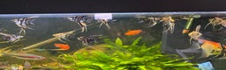 Angelfish fish for sale: Angel fish - Advert 1