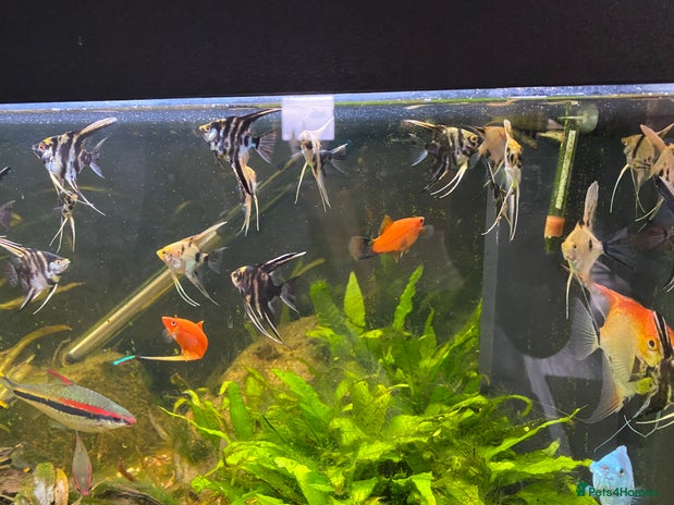 Angelfish fish - Advert 1