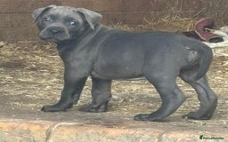 Cane Corso dogs for sale: Cane corso pups - Image 7