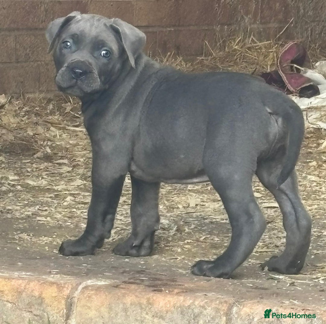Cane Corso dogs for sale: Cane corso pups - Image 7