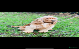Cocker Spaniel dogs for sale: TRUE SHOWTYPE COCKERSSPANIELS HEALTHTESTED PARENTS - Image 13
