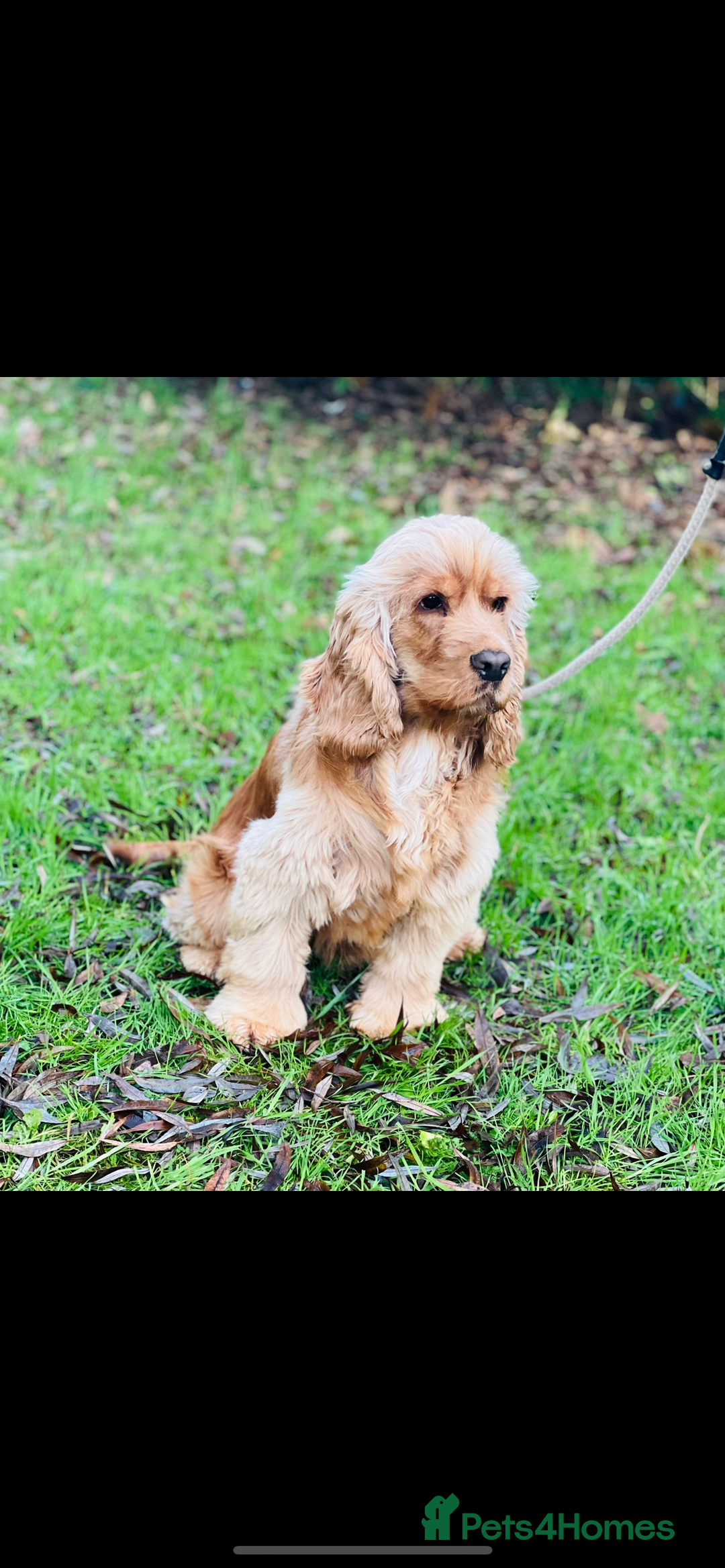 Cocker Spaniel dogs for sale: TRUE SHOWTYPE COCKERSSPANIELS HEALTHTESTED PARENTS - Image 13