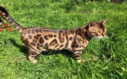Bengal cats for sale: Bengal Kittens For Sale (Ready To Go - 1 left) - Image 25