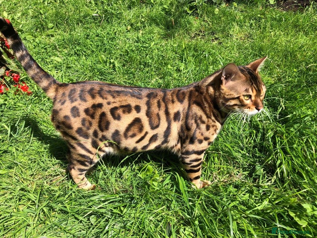 Bengal cats for sale: Bengal Kittens For Sale (Ready To Go - 1 left) - Image 25